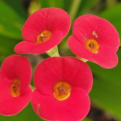 Crown Of Thorns Plant In Big Pot