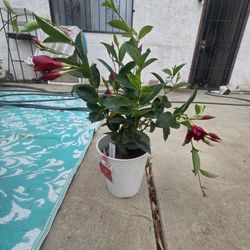 Dipladenia plants