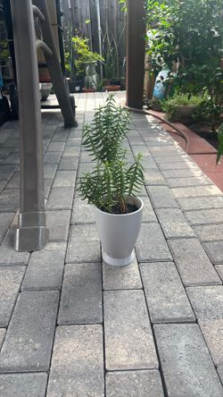 Succulent