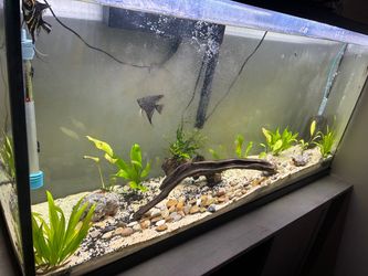 55 gallon tank setup. [with stand]