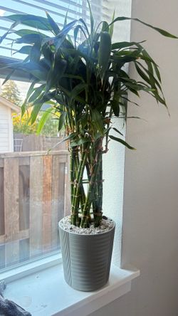 Big lucky bamboo plant