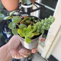 Succulent Arrangement 