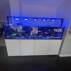 Premium Fish Tank Setup – Stylish Design and Top Quality mouth someone