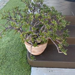 Large Outdoor Plant