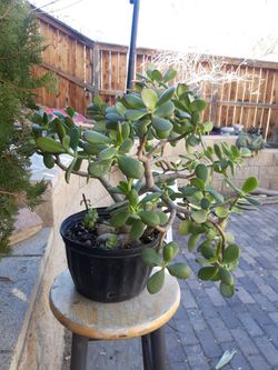 Zuculenta (Jade)