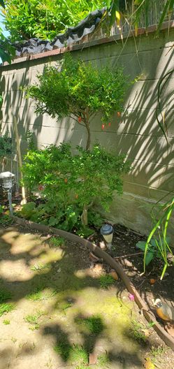 #36 Pomegranate  rooted plant, dwarf shrub orange-red single flower followed by bright orange-red ornamental fruit. bonsai specimen. Thrives in hot,