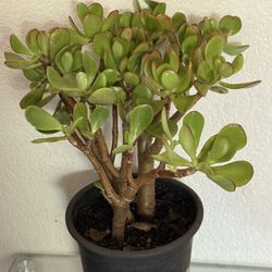🌿Lucky Jade Or Gud Luck Plant ♥️FULLY ESTABLISHED,,VERY HEALTHY