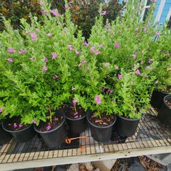 Cenizos Planta 1gallon 2ft Tall For Sale