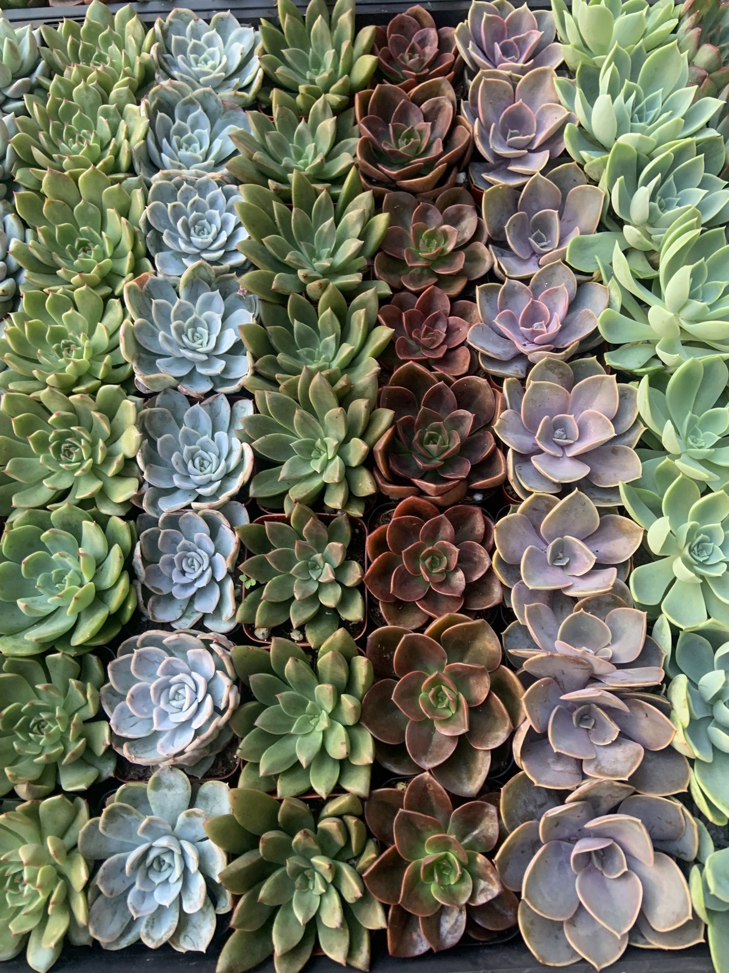 Premium 2 Inch Succulents- $1 Each