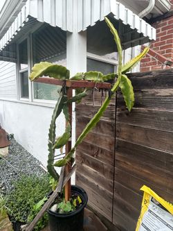 FREE Dragon Fruit Cuttings