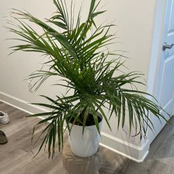 Plant 🪴 