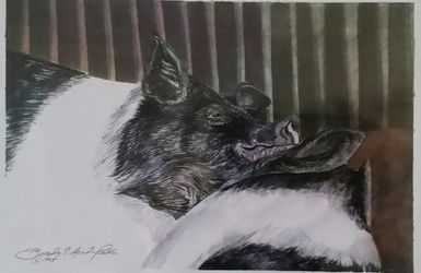 Art Print - Hogs - NOS