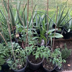 A lot of many plants for purchase