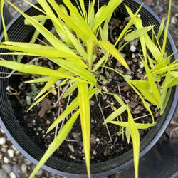 Japanese Forest Grass 