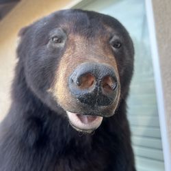 Black bear taxidermy