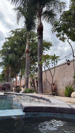 Queen palms