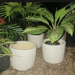 Designer House Plant Pots New