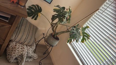 Monstera Aurea