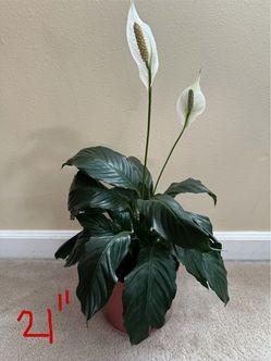 Live plants - 20” and 21” inches