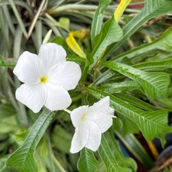 White Bridal Veil Plumeria Or Franjapani Plants 