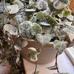 String Of Hearts succulent plant