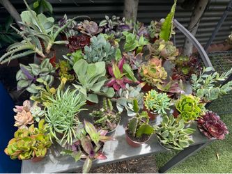 $2 succulents