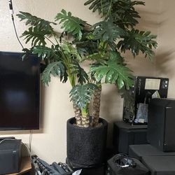 Another Indoors Tree