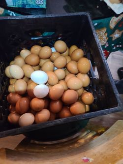 Huevos eggs