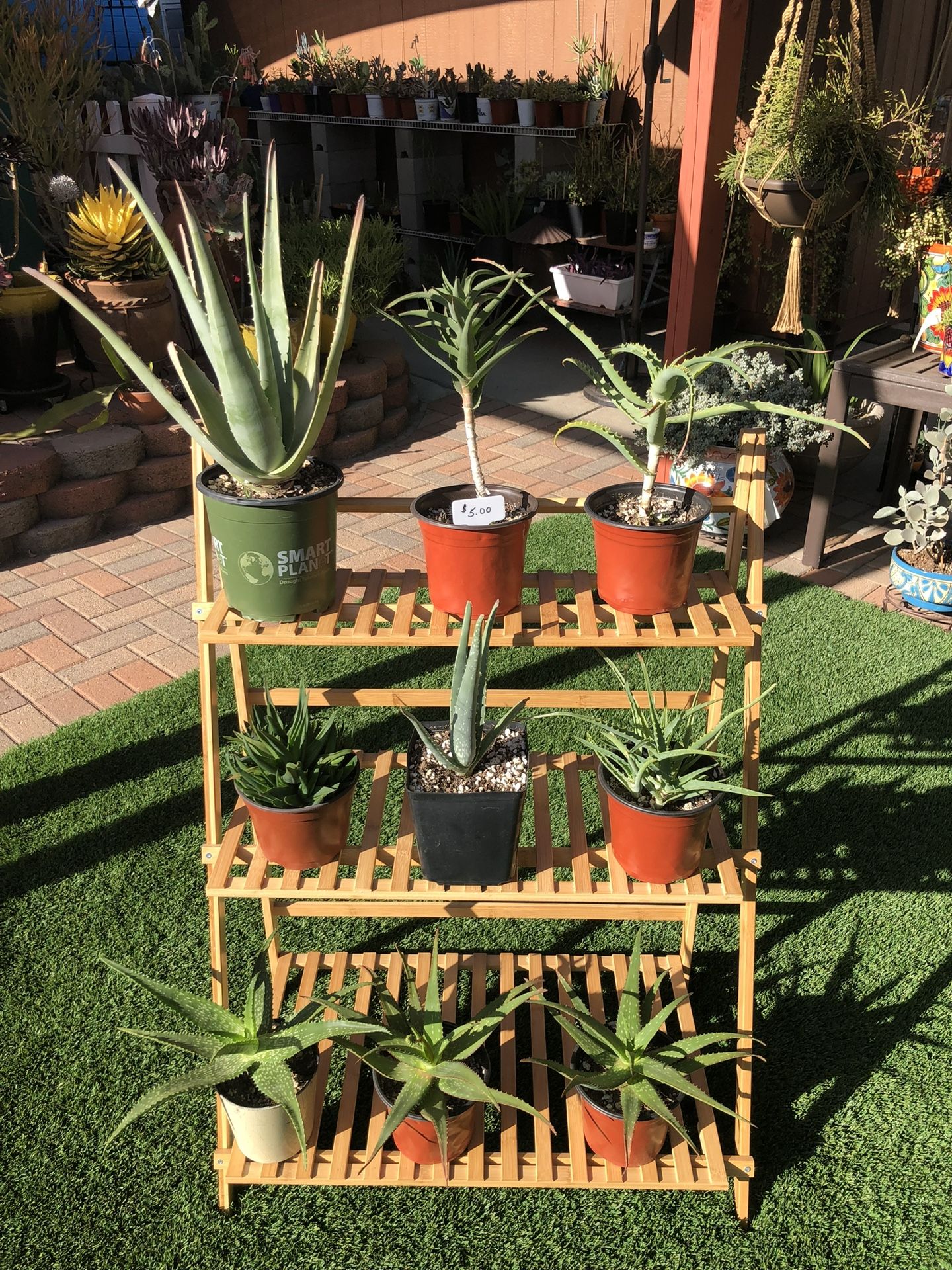 A Variety Of Aloe Succulent Plants