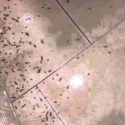 Polvo Para Las Cucarachas 