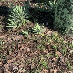 Free Agaves