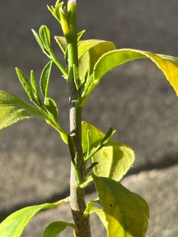 Lemon tree