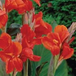 Red President Canna Lily Bulbs