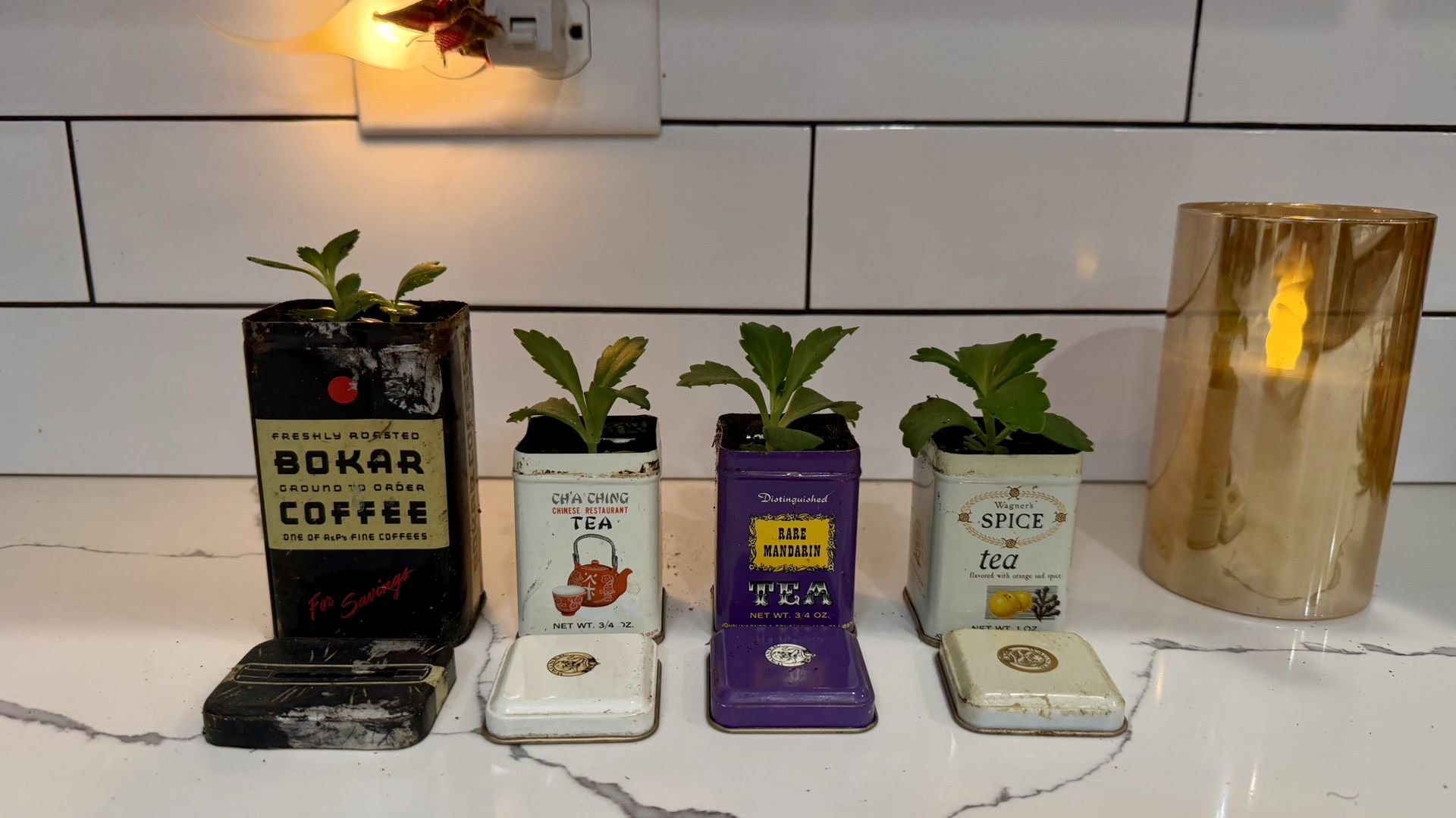 Mother of Millions (Kalanchoe daigremontiana) – Live Succulent Plants Available in unique vessels