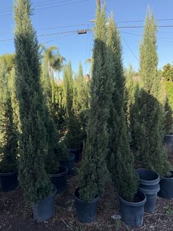 15g cypress 8.5ft