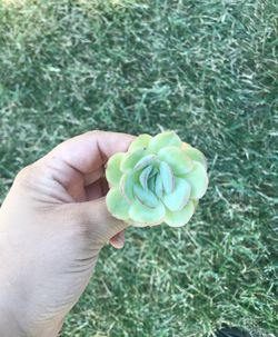 Rare Strawberry Ice Succulent