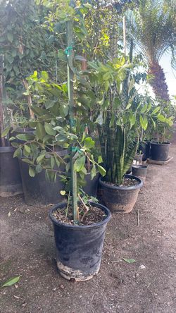 Guayaba Fresa. Strawberry guava