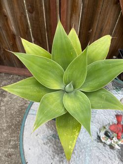 Foxtail Agave