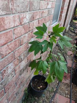 Jamaica tree 🎄