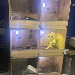 Bearded Dragon Enclosure 