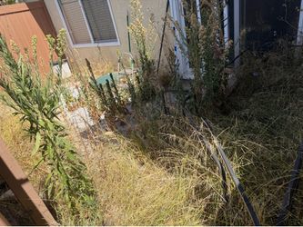 Garden Landscape