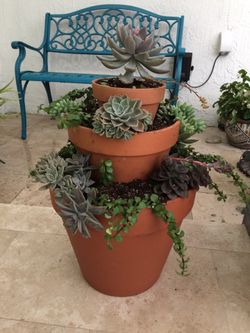 Amazing custom succulent arrangement