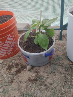 Young Red Ghost Peppér Starter Plant In 1 Gallon Container