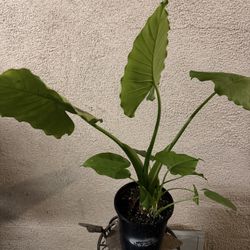 Alocasia Ear Elephant Plants  20 Each Or Both For 35
