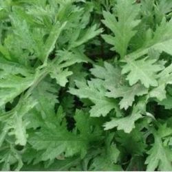 Artemisia herb
