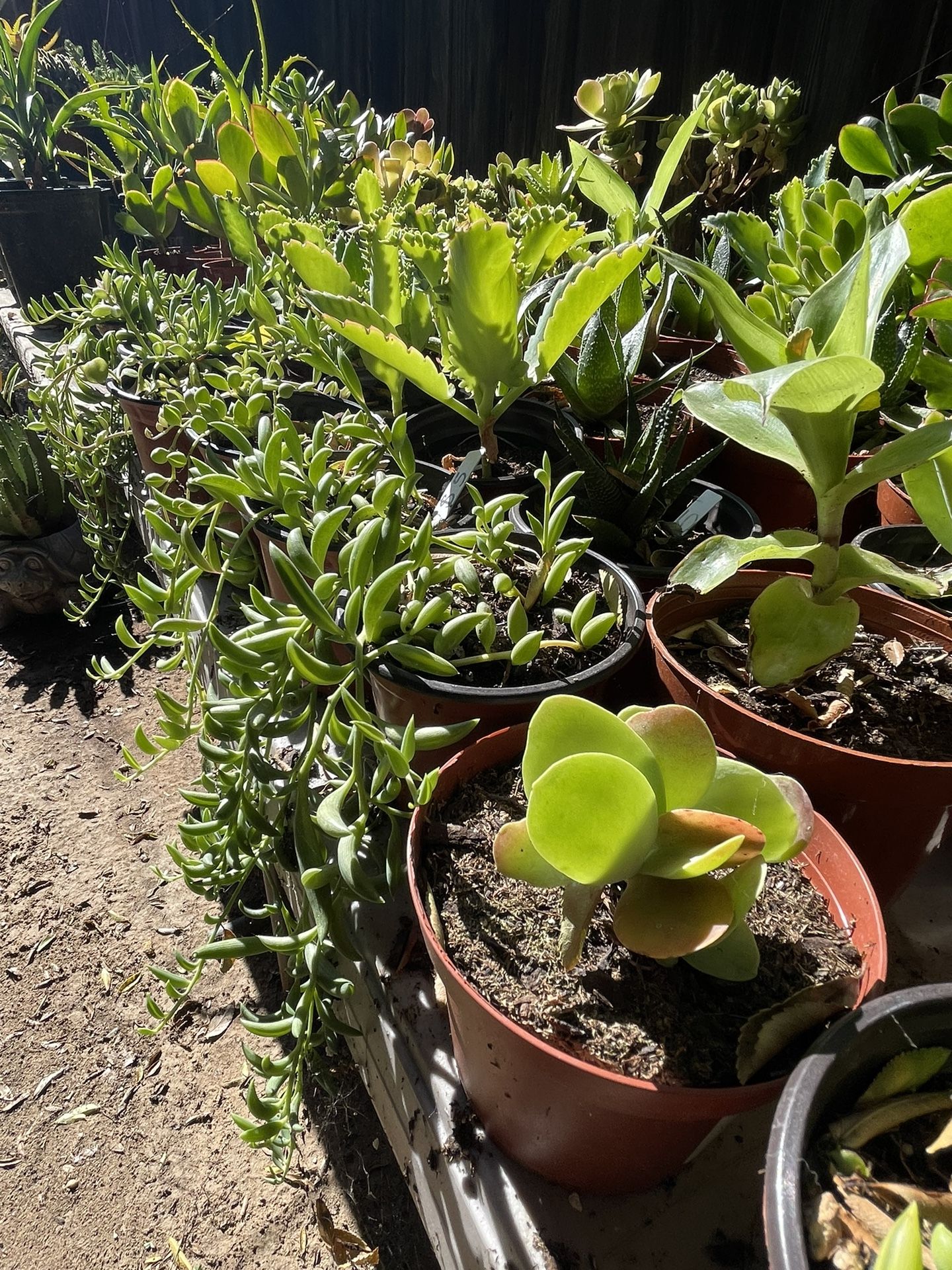 Cactus and Succulent’s 🌵🪴