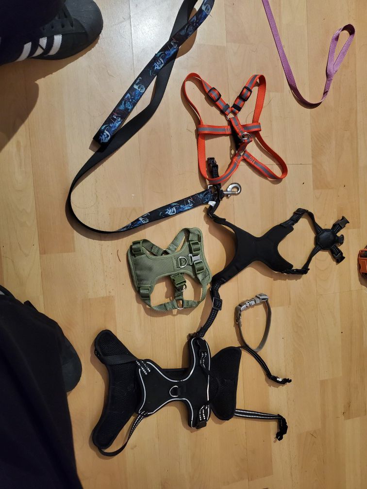 Lot of small and medium size dog accessories