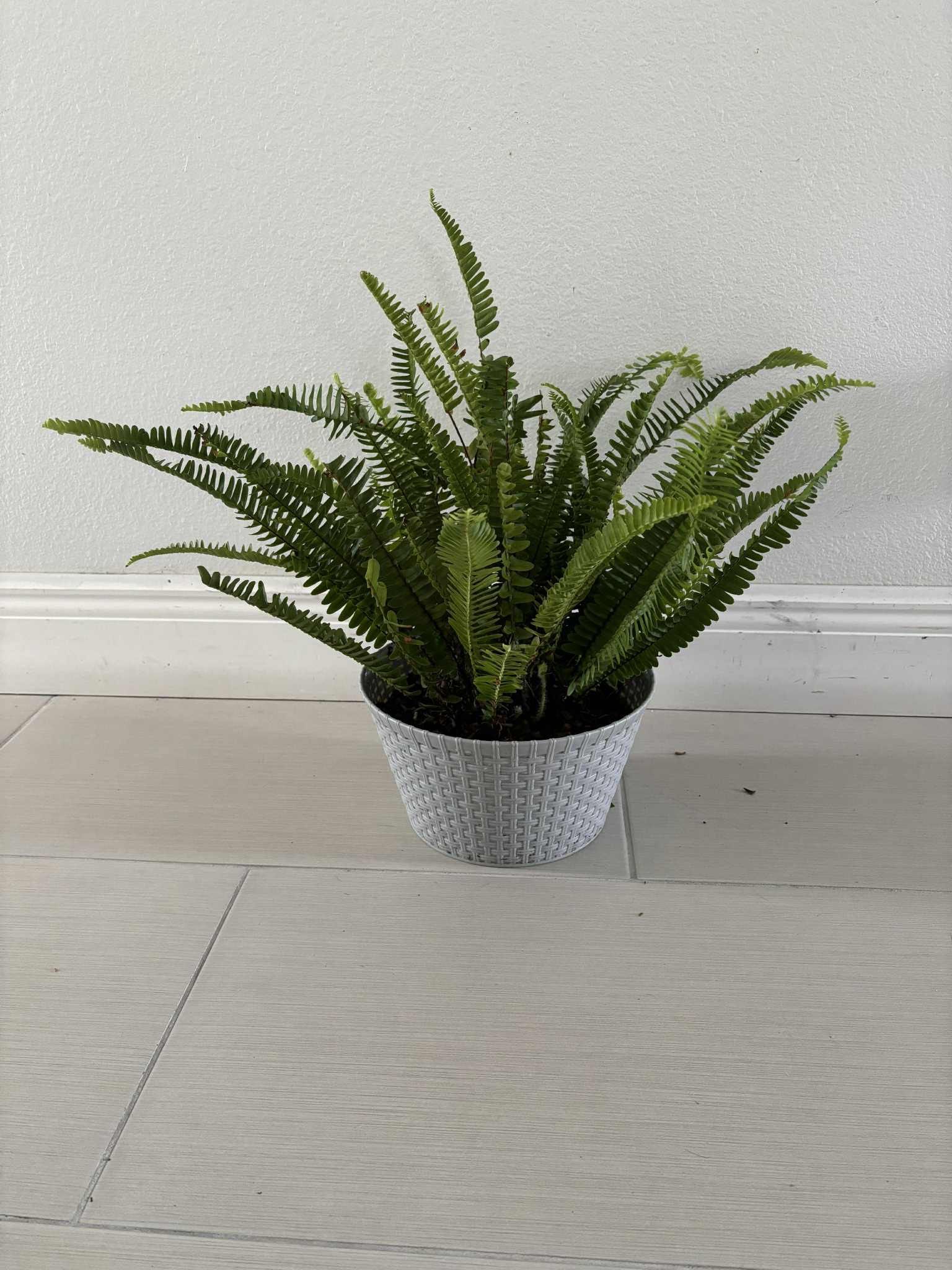 Real Ferns Plant