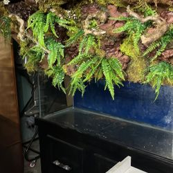 75 Gallon Fish Tank, Stand, And Custom Hood I Made