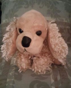 American Cocker Spaniel